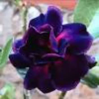 adenium plant (33)-3423349-2975.webp